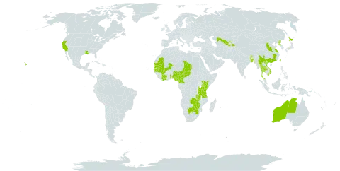 Dopatrium junceum world distribution map, present in Afghanistan, Australia, Burkina Faso, Bangladesh, Bhutan, Botswana, China, Côte d'Ivoire, Cameroon, India, Japan, Kenya, Sri Lanka, Mali, Myanmar, Mauritania, Malawi, Nigeria, Nepal, Philippines, Korea (Democratic People's Republic of), Senegal, eSwatini, Chad, Togo, Thailand, Tajikistan, Taiwan, Province of China, Tanzania, United Republic of, United States of America, Uzbekistan, Viet Nam, South Africa, Zambia, and Zimbabwe