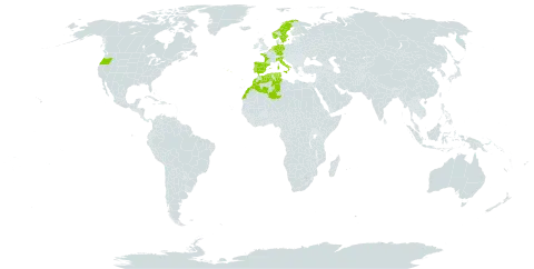 Doronicum plantagineum world distribution map, present in Belgium, Germany, Algeria, Spain, France, United Kingdom of Great Britain and Northern Ireland, Italy, Morocco, Netherlands, Norway, Portugal, Sweden, Tunisia, and United States of America