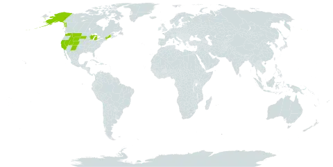 Draba breweri world distribution map, present in United States of America