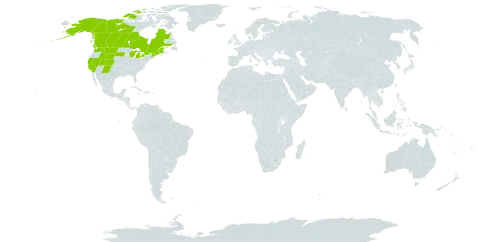 Draba cana world distribution map, present in Canada and United States of America