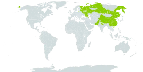 Draba setosa world distribution map, present in China, India, Pakistan, and Russian Federation