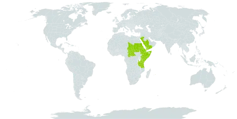 Dracaena forskaliana world distribution map, present in Central African Republic, Djibouti, Eritrea, Ethiopia, Kenya, Mauritius, Saudi Arabia, Sudan, Somalia, Chad, Tanzania, United Republic of, and Yemen