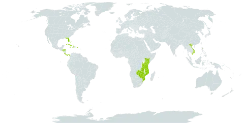 Dracaena hyacinthoides world distribution map, present in Bahamas, Costa Rica, Cuba, Cayman Islands, Dominica, Honduras, Haiti, Jamaica, Kenya, Mozambique, Panama, Puerto Rico, eSwatini, Tanzania, United Republic of, United States of America, Viet Nam, Zambia, and Zimbabwe