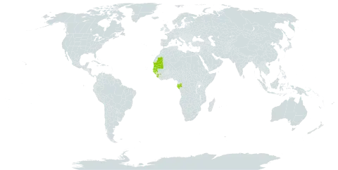 Dracaena senegambica world distribution map, present in Gabon, Guinea, Gambia, Guinea-Bissau, Mauritania, Senegal, and Sierra Leone