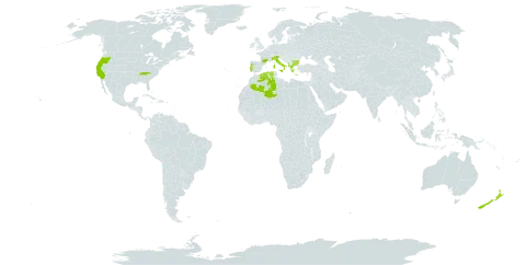 Dracunculus vulgaris world distribution map, present in Albania, Bulgaria, Algeria, France, Greece, Italy, New Zealand, Portugal, Turks and Caicos Islands, and United States of America