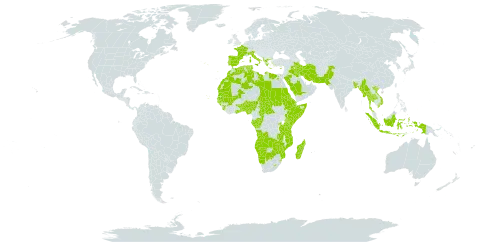 Drimia world distribution map, present in Angola, Albania, Benin, Bangladesh, Botswana, Central African Republic, Congo, Cabo Verde, Cyprus, Djibouti, Algeria, Egypt, Eritrea, Spain, Ethiopia, France, Gabon, Ghana, Guinea, Gambia, Guinea-Bissau, Greece, Indonesia, Iran (Islamic Republic of), Iraq, Italy, Kenya, Libya, Lesotho, Morocco, Madagascar, Mali, Myanmar, Mozambique, Mauritania, Namibia, Nigeria, Nepal, Pakistan, Palau, Portugal, Rwanda, Saudi Arabia, Sudan, Senegal, Singapore, Sierra Leone, Somalia, eSwatini, Turks and Caicos Islands, Chad, Togo, Thailand, Tunisia, Tanzania, United Republic of, Uganda, Viet Nam, Zambia, and Zimbabwe