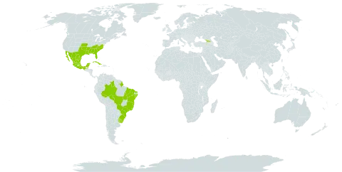 Drosera brevifolia world distribution map, present in Belize, Brazil, Cuba, Georgia, Mexico, Puerto Rico, Uruguay, and United States of America