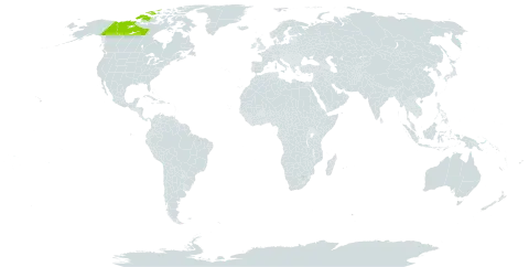 Dryas ajanensis subsp. beringensis world distribution map, present in Canada