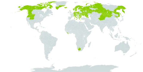 Dryas octopetala world distribution map, present in Albania, Andorra, Austria, Bulgaria, Bosnia and Herzegovina, Canada, Switzerland, China, Germany, Finland, France, United Kingdom of Great Britain and Northern Ireland, Georgia, Greece, Greenland, Croatia, Iceland, Italy, Liberia, Liechtenstein, North Macedonia, Montenegro, Mongolia, Norway, Poland, Romania, Russian Federation, Serbia, Slovakia, Slovenia, Sweden, Ukraine, United States of America, and South Africa