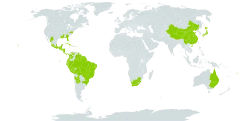 Drymaria cordata world distribution map, present in Argentina, Antigua and Barbuda, Australia, Bonaire, Sint Eustatius and Saba, Bahamas, Belize, Bolivia (Plurinational State of), Brazil, Barbados, Chile, China, Colombia, Costa Rica, Cuba, Dominica, Ecuador, Fiji, Guadeloupe, Grenada, Guatemala, French Guiana, Guyana, Honduras, Jamaica, Japan, Saint Lucia, Mexico, Montserrat, Martinique, Nicaragua, Panama, Peru, Puerto Rico, Paraguay, El Salvador, Suriname, Trinidad and Tobago, Uruguay, United States of America, Venezuela (Bolivarian Republic of), and South Africa