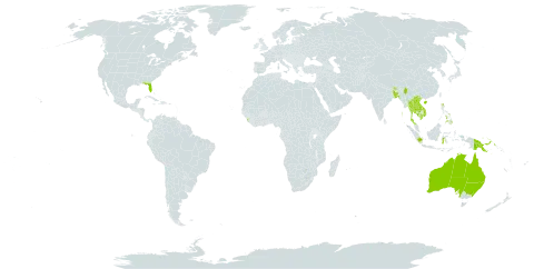 Drynaria quercifolia world distribution map, present in Australia, Bangladesh, Bhutan, China, Indonesia, India, Cambodia, Lao People's Democratic Republic, Sri Lanka, Myanmar, Nepal, Philippines, Papua New Guinea, Singapore, Thailand, United States of America, and Viet Nam