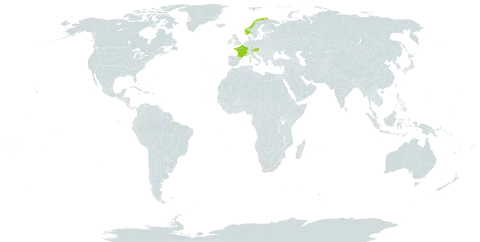 Dryopteris pseudocomplexa world distribution map, present in Austria, France, United Kingdom of Great Britain and Northern Ireland, and Norway