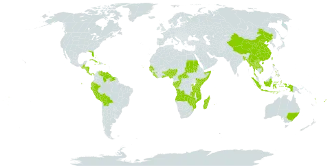 Drypetes world distribution map, present in Angola, Andorra, Australia, Benin, Burkina Faso, Bangladesh, Bahamas, Belize, Bolivia (Plurinational State of), Central African Republic, China, Congo, Comoros, Cabo Verde, Costa Rica, Cuba, Dominica, Ecuador, Fiji, Gabon, Ghana, Guinea, Guinea-Bissau, Guatemala, Guyana, Honduras, Haiti, Indonesia, Jamaica, Kenya, Lao People's Democratic Republic, Liberia, Madagascar, Myanmar, Mozambique, Norfolk Island, Nigeria, Nicaragua, Panama, Peru, Philippines, Puerto Rico, Réunion, Rwanda, Sudan, Senegal, Sierra Leone, Somalia, Suriname, eSwatini, Seychelles, Togo, Thailand, Tonga, Taiwan, Province of China, Tanzania, United Republic of, Uganda, United States of America, Venezuela (Bolivarian Republic of), Viet Nam, Vanuatu, Samoa, Zambia, and Zimbabwe