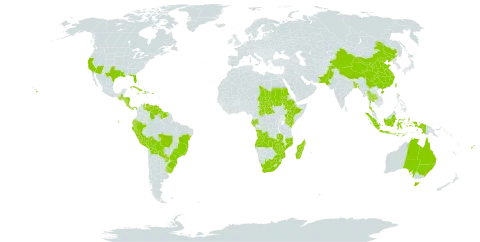 Duranta erecta world distribution map, present in Angola, Andorra, Australia, Bangladesh, Bahamas, Bermuda, Bolivia (Plurinational State of), Brazil, Central African Republic, China, Costa Rica, Cuba, Cayman Islands, Dominica, Ecuador, Ethiopia, Fiji, Gabon, Guatemala, Guyana, Honduras, Haiti, Indonesia, Jamaica, Kenya, Madagascar, Mozambique, Norfolk Island, Nicaragua, Pakistan, Panama, Peru, Puerto Rico, Paraguay, Sudan, Suriname, Chad, Thailand, Taiwan, Province of China, Uganda, Uruguay, United States of America, Venezuela (Bolivarian Republic of), South Africa, Zambia, and Zimbabwe