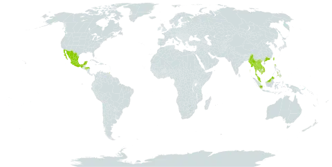 Durio zibethinus world distribution map, present in Brunei Darussalam, China, Cook Islands, Micronesia (Federated States of), Honduras, Indonesia, India, Cambodia, Lao People's Democratic Republic, Mexico, Myanmar, Malaysia, Philippines, Singapore, Thailand, Trinidad and Tobago, Taiwan, Province of China, and Viet Nam