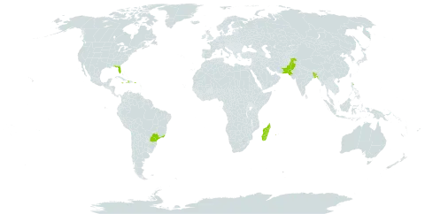 Dypsis lutescens world distribution map, present in Andorra, Bangladesh, Brazil, Dominica, Haiti, Jamaica, Madagascar, Pakistan, Puerto Rico, Réunion, and United States of America