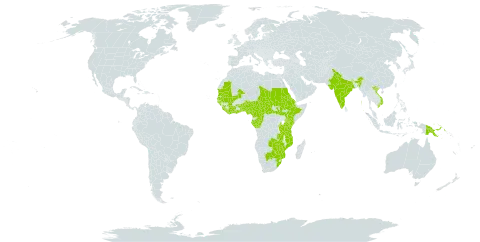 Dyschoriste nagchana world distribution map, present in Burundi, Benin, Burkina Faso, Botswana, Central African Republic, Côte d'Ivoire, Cameroon, Congo, Eritrea, Ethiopia, Gabon, Ghana, Guinea, Guinea-Bissau, India, Kenya, Liberia, Sri Lanka, Mali, Mozambique, Mauritania, Malawi, Nigeria, Papua New Guinea, Sudan, Senegal, Sierra Leone, South Sudan, Chad, Togo, Tanzania, United Republic of, Uganda, Viet Nam, South Africa, Zambia, and Zimbabwe