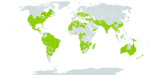 Dysphania ambrosioides world distribution map, present in Afghanistan, Angola, Anguilla, Albania, Argentina, Antigua and Barbuda, Australia, Austria, Azerbaijan, Benin, Bonaire, Sint Eustatius and Saba, Bangladesh, Bahamas, Bosnia and Herzegovina, Belize, Bermuda, Bolivia (Plurinational State of), Brazil, Barbados, Bhutan, Botswana, Central African Republic, Canada, Chile, China, Cameroon, Congo, Colombia, Cabo Verde, Costa Rica, Cuba, Cayman Islands, Germany, Dominica, Algeria, Ecuador, Egypt, Spain, Estonia, Fiji, France, Gabon, Georgia, Gibraltar, Guadeloupe, Equatorial Guinea, Greece, Grenada, Guatemala, French Guiana, Guam, Guyana, Honduras, Croatia, Hungary, Indonesia, India, Iran (Islamic Republic of), Israel, Italy, Jamaica, Japan, Lao People's Democratic Republic, Lebanon, Libya, Saint Lucia, Sri Lanka, Lesotho, Morocco, Madagascar, Mexico, North Macedonia, Malta, Myanmar, Montenegro, Mozambique, Mauritania, Montserrat, Martinique, Mauritius, Malaysia, Namibia, Nicaragua, Nepal, New Zealand, Pakistan, Panama, Peru, Philippines, Papua New Guinea, Poland, Puerto Rico, Korea (Democratic People's Republic of), Portugal, Paraguay, Réunion, Romania, Saudi Arabia, El Salvador, Sao Tome and Principe, Suriname, Slovakia, Slovenia, eSwatini, Seychelles, Syrian Arab Republic, Togo, Thailand, Trinidad and Tobago, Tunisia, Turkey, Taiwan, Province of China, Ukraine, Uruguay, United States of America, Venezuela (Bolivarian Republic of), Viet Nam, Yemen, South Africa, Zambia, and Zimbabwe