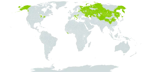 Dysphania aristata world distribution map, present in China, Estonia, Croatia, Hungary, Italy, Japan, Kazakhstan, Kyrgyzstan, Liberia, Lithuania, Mongolia, Korea (Democratic People's Republic of), Russian Federation, and United States of America