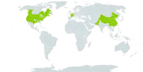 Dysphania botrys world distribution map, present in Canada, China, France, Pakistan, and United States of America