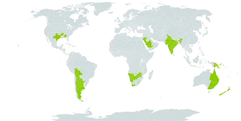 Dysphania carinata world distribution map, present in Argentina, Australia, Bolivia (Plurinational State of), Botswana, India, Lesotho, Namibia, New Zealand, Papua New Guinea, Saudi Arabia, eSwatini, United States of America, South Africa, and Zimbabwe