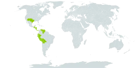 Echeandia world distribution map, present in Belize, Bolivia (Plurinational State of), Costa Rica, Ecuador, Guatemala, Honduras, Nicaragua, Panama, Peru, United States of America, and Venezuela (Bolivarian Republic of)