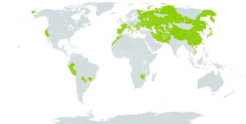 Echinochloa oryzoides world distribution map, present in Afghanistan, Bulgaria, Brazil, China, Czech Republic, Spain, Fiji, France, Hungary, Iran (Islamic Republic of), Italy, Japan, Kazakhstan, Kyrgyzstan, Morocco, Pakistan, Peru, Philippines, Korea (Democratic People's Republic of), Portugal, Paraguay, Romania, Russian Federation, Turks and Caicos Islands, Turkmenistan, Taiwan, Province of China, Ukraine, United States of America, Uzbekistan, Viet Nam, and Zimbabwe