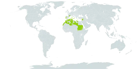 Echium arenarium world distribution map, present in Cyprus, Algeria, Spain, France, Greece, Italy, Libya, Morocco, Malta, Portugal, Sudan, Syrian Arab Republic, and Tunisia