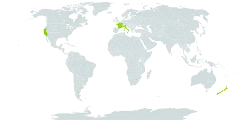 Echium candicans world distribution map, present in France, Italy, New Zealand, Portugal, and United States of America