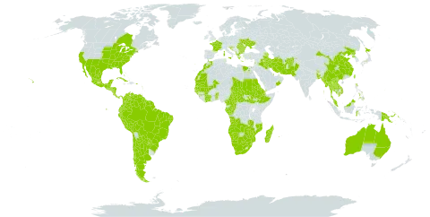 Eclipta prostrata world distribution map, present in Afghanistan, Angola, Anguilla, Albania, Argentina, Antigua and Barbuda, Australia, Azerbaijan, Benin, Bonaire, Sint Eustatius and Saba, Burkina Faso, Bangladesh, Bulgaria, Bahrain, Bahamas, Belize, Bolivia (Plurinational State of), Brazil, Barbados, Bhutan, Botswana, Central African Republic, Canada, Chile, China, Côte d'Ivoire, Cameroon, Congo, Cook Islands, Colombia, Cabo Verde, Costa Rica, Cuba, Cayman Islands, Djibouti, Dominica, Ecuador, Egypt, Eritrea, Spain, Ethiopia, Fiji, France, Micronesia (Federated States of), Gabon, Guinea, Guadeloupe, Gambia, Guinea-Bissau, Equatorial Guinea, Greece, Grenada, Guatemala, French Guiana, Guam, Guyana, Honduras, Croatia, Indonesia, India, Iran (Islamic Republic of), Iraq, Israel, Italy, Jamaica, Japan, Cambodia, Lao People's Democratic Republic, Lebanon, Saint Lucia, Sri Lanka, Morocco, Madagascar, Maldives, Mexico, Marshall Islands, Mali, Myanmar, Northern Mariana Islands, Mozambique, Mauritania, Montserrat, Martinique, Mauritius, Malaysia, Namibia, Nicaragua, Niue, Nepal, Oman, Pakistan, Panama, Peru, Philippines, Palau, Papua New Guinea, Puerto Rico, Korea (Democratic People's Republic of), Portugal, Paraguay, Qatar, Réunion, Romania, Saudi Arabia, Sudan, Senegal, Singapore, El Salvador, South Sudan, Sao Tome and Principe, Suriname, Slovenia, eSwatini, Turks and Caicos Islands, Chad, Togo, Thailand, Trinidad and Tobago, Tuvalu, Taiwan, Province of China, Ukraine, United States of America, Saint Vincent and the Grenadines, Venezuela (Bolivarian Republic of), Viet Nam, Yemen, South Africa, Zambia, and Zimbabwe