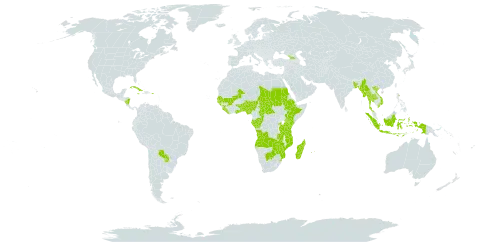 Edrastima world distribution map, present in Angola, Åland Islands, Benin, Burkina Faso, Bangladesh, Botswana, Central African Republic, Congo, Comoros, Cuba, Ethiopia, Gabon, Georgia, Ghana, Guinea, Gambia, Guinea-Bissau, Indonesia, Jamaica, Kenya, Liberia, Madagascar, Mali, Myanmar, Mozambique, Mauritius, Nigeria, Nicaragua, Puerto Rico, Paraguay, Réunion, Rwanda, Sudan, Senegal, Sierra Leone, eSwatini, Seychelles, Chad, Togo, Thailand, Tanzania, United Republic of, Uganda, Viet Nam, Zambia, and Zimbabwe