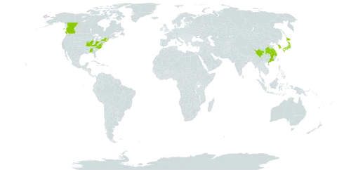 Elaeagnus multiflora world distribution map, present in Canada, China, Japan, Korea (Republic of), and United States of America