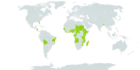 Elaeis guineensis world distribution map, present in Angola, Andorra, Benin, Burkina Faso, Bangladesh, Bolivia (Plurinational State of), Brazil, Central African Republic, Congo, Comoros, Costa Rica, Dominica, Ethiopia, Fiji, Gabon, Ghana, Guinea, Gambia, Guinea-Bissau, Haiti, Kenya, Liberia, Madagascar, Mozambique, Nigeria, Nicaragua, Puerto Rico, Rwanda, Sudan, Senegal, Sierra Leone, Chad, Togo, Tanzania, United Republic of, Uganda, and United States of America