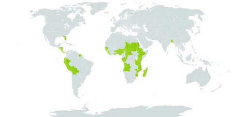 Elaeis world distribution map, present in Angola, Andorra, Benin, Burkina Faso, Bangladesh, Bolivia (Plurinational State of), Central African Republic, Congo, Comoros, Costa Rica, Dominica, Ecuador, Ethiopia, Fiji, Gabon, Ghana, Guinea, Gambia, Guinea-Bissau, Honduras, Haiti, Kenya, Liberia, Madagascar, Mozambique, Nigeria, Nicaragua, Panama, Peru, Puerto Rico, Rwanda, Sudan, Senegal, Sierra Leone, Suriname, Chad, Togo, Tanzania, United Republic of, Uganda, and United States of America