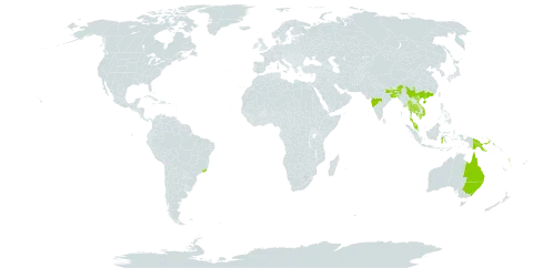 Elaeocarpus angustifolius world distribution map, present in Australia, Bangladesh, Brazil, China, Fiji, Indonesia, India, Cambodia, Myanmar, Malaysia, Nepal, Philippines, Palau, Papua New Guinea, Thailand, United States of America, Viet Nam, Vanuatu, Wallis and Futuna, and Samoa