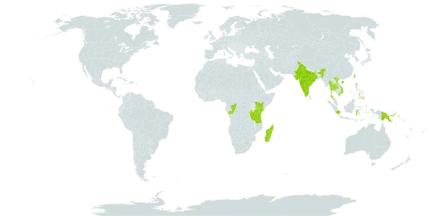 Elaphoglossum angulatum world distribution map, present in Burundi, China, Congo, Indonesia, India, Iceland, Kenya, Sri Lanka, Madagascar, Philippines, Papua New Guinea, Réunion, Thailand, Taiwan, Province of China, Tanzania, United Republic of, Viet Nam, and Vanuatu