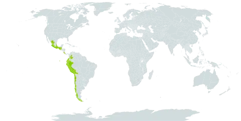 Elaphoglossum hartwegii world distribution map, present in Bolivia (Plurinational State of), Chile, Colombia, Costa Rica, Ecuador, Guatemala, Mexico, and Peru