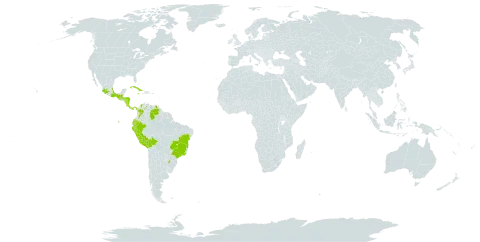 Elaphoglossum tectum world distribution map, present in Argentina, Bolivia (Plurinational State of), Brazil, Colombia, Costa Rica, Cuba, Ecuador, Guatemala, Honduras, Jamaica, Mexico, Nicaragua, Panama, Peru, and Venezuela (Bolivarian Republic of)