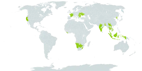 Elatine ambigua world distribution map, present in American Samoa, Bangladesh, Bulgaria, Bhutan, Botswana, China, France, Hong Kong, Indonesia, India, Liberia, Malaysia, Namibia, Korea (Democratic People's Republic of), Romania, Thailand, Ukraine, United States of America, Viet Nam, and South Africa