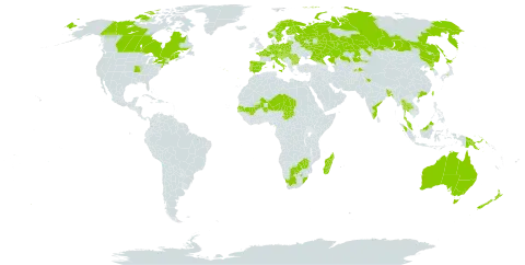 Elatine triandra world distribution map, present in American Samoa, Australia, Austria, Belgium, Bangladesh, Bulgaria, Botswana, Canada, China, Czech Republic, Germany, Spain, Finland, France, Equatorial Guinea, Croatia, Hungary, Indonesia, India, Italy, Japan, Kazakhstan, Lithuania, Madagascar, North Macedonia, Mali, Malaysia, Niger, Netherlands, Norway, Nepal, New Zealand, Papua New Guinea, Poland, Korea (Democratic People's Republic of), Portugal, Romania, Russian Federation, Senegal, Serbia, Slovakia, Slovenia, Sweden, Chad, Thailand, Tajikistan, Taiwan, Province of China, United States of America, South Africa, and Zimbabwe