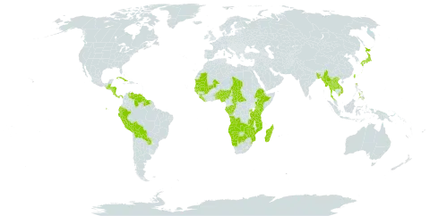 Eleocharis acutangula subsp. acutangula world distribution map, present in Angola, Benin, Bangladesh, Belize, Bolivia (Plurinational State of), Botswana, Central African Republic, Congo, Costa Rica, Cuba, Ecuador, Ethiopia, Gabon, Guinea, Gambia, Guinea-Bissau, Guatemala, Guyana, Honduras, Japan, Kenya, Lao People's Democratic Republic, Liberia, Madagascar, Mali, Myanmar, Mozambique, Mauritania, Namibia, Nigeria, Nicaragua, Nepal, Panama, Peru, Philippines, Paraguay, Rwanda, Senegal, Sierra Leone, Suriname, eSwatini, Chad, Togo, Thailand, Taiwan, Province of China, Tanzania, United Republic of, Uganda, Venezuela (Bolivarian Republic of), Viet Nam, Zambia, and Zimbabwe