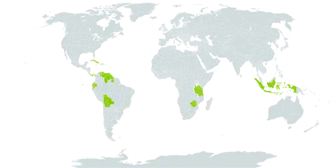 Eleocharis acutangula subsp. breviseta world distribution map, present in Bolivia (Plurinational State of), Cuba, Dominica, Ecuador, Guyana, Indonesia, Panama, Tanzania, United Republic of, Venezuela (Bolivarian Republic of), and Zimbabwe