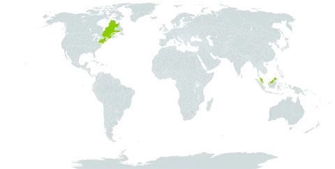 Eleocharis aestuum world distribution map, present in Canada, Malaysia, and United States of America