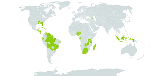 Eleocharis confervoides world distribution map, present in Åland Islands, Bolivia (Plurinational State of), Brazil, Botswana, Costa Rica, Cuba, Ecuador, Gabon, Georgia, Guatemala, Guyana, Honduras, Indonesia, Iceland, Madagascar, Malaysia, Nigeria, Nicaragua, Puerto Rico, Paraguay, Suriname, Tanzania, United Republic of, United States of America, Venezuela (Bolivarian Republic of), South Africa, and Zambia