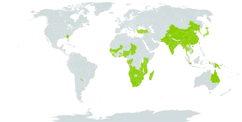 Eleocharis dulcis world distribution map, present in Angola, Andorra, Argentina, Australia, Bangladesh, Botswana, China, Congo, Fiji, Micronesia (Federated States of), Gabon, Ghana, Guinea, Gambia, Guinea-Bissau, Indonesia, India, Iceland, Japan, Kenya, Liberia, Sri Lanka, Moldova (Republic of), Madagascar, Mali, Myanmar, Mozambique, Mauritius, Namibia, Nigeria, Pakistan, Philippines, Papua New Guinea, Puerto Rico, Korea (Democratic People's Republic of), Réunion, Senegal, Sierra Leone, Seychelles, Chad, Togo, Thailand, Timor-Leste, Tonga, Turkey, Taiwan, Province of China, Tanzania, United Republic of, Uganda, United States of America, Viet Nam, Wallis and Futuna, Samoa, South Africa, Zambia, and Zimbabwe