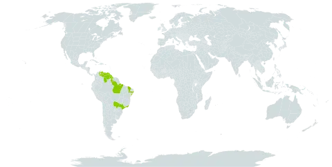 Eleocharis endounifascis world distribution map, present in Brazil, Guyana, and Venezuela (Bolivarian Republic of)