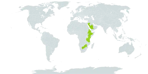 Eleocharis marginulata world distribution map, present in Botswana, Eritrea, Ethiopia, Kenya, Saudi Arabia, Tanzania, United Republic of, and Zimbabwe