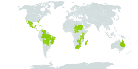 Eleocharis nigrescens world distribution map, present in Australia, Bolivia (Plurinational State of), Brazil, Central African Republic, Costa Rica, Cuba, Dominica, Jamaica, Kenya, Madagascar, Mexico, Panama, Philippines, Paraguay, Sudan, Chad, Tanzania, United Republic of, Uganda, United States of America, Venezuela (Bolivarian Republic of), South Africa, Zambia, and Zimbabwe