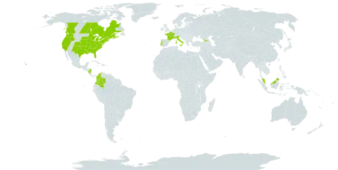 Eleocharis obtusa world distribution map, present in Åland Islands, Canada, Colombia, France, Micronesia (Federated States of), Georgia, Italy, Malaysia, Nicaragua, Portugal, and United States of America