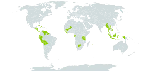 Eleocharis retroflexa subsp. retroflexa world distribution map, present in Åland Islands, Belize, Bolivia (Plurinational State of), Botswana, Costa Rica, Cuba, Dominica, Ecuador, Gabon, Guinea, Guatemala, Guyana, Honduras, Indonesia, Jamaica, Liberia, Mali, Myanmar, Mauritius, Nicaragua, Nepal, Panama, Peru, Puerto Rico, Sierra Leone, Suriname, Thailand, Tanzania, United Republic of, Venezuela (Bolivarian Republic of), Viet Nam, and Wallis and Futuna